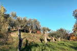 Zemljišče, Izola, prodaja, 3250m2, 77000e, id209