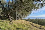 Zemljišče, Koper, prodaja, 4078m2, 127320e, id251