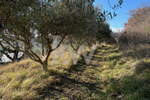 Zemljišče, Koper, prodaja, 4078m2, 127320e, id251
