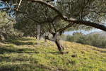 Zemljišče, Koper, prodaja, 4078m2, 127320e, id251