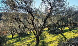 Zemljišče, Izola, prodaja, 3250m2, 77000EUR, id209