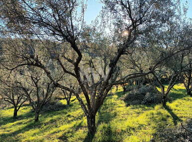 Zemljišče, Izola, prodaja, 3250m2, 77000EUR, id209