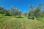 Zemljišče, Koper, prodaja, 1126m2, 33780e, id282