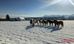 Hiša, Celje, prodaja, 329m2, 170000EUR, id3104