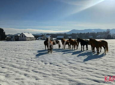 Hiša, Celje, prodaja, 329m2, 170000EUR, id3104