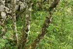 Hiša, Sežana, prodaja, 1m2, 230000EUR, id455