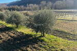 Hiša, Koper, prodaja, 19m2, 460000EUR, id456