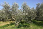 Zemljišče, Koper, prodaja, 1m2, 29EUR, id1075